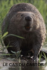 Poster de la película Le cas du castor