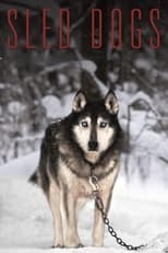 Poster de la película Sled Dogs