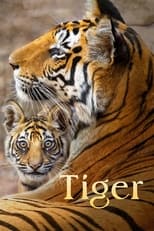 Poster de la película Tiger