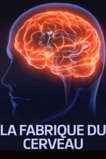 Poster de la película La fabrique du cerveau
