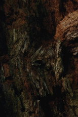 Poster de la película CASTOROCENE