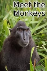 Poster de la película Meet the Monkeys
