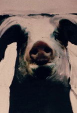 Poster de la película The Trail of the Pig