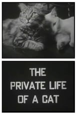 Poster de la película The Private Life of a Cat