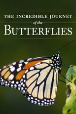 Poster de la película The Incredible Journey of the Butterflies