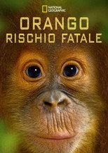 Poster de la película Orango rischio fatale