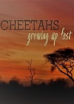 Poster de la película Cheetahs: Growing Up Fast
