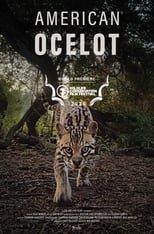 Poster de la película American Ocelot