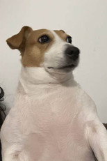 image cast