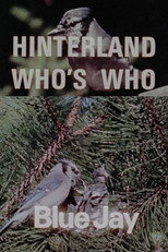 Poster de la película Hinterland Who's Who: Blue Jay