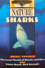 Poster de la película The Secret World of Sharks and Rays