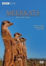 Poster de la película Meerkats: Part of the Team
