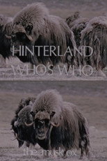 Poster de la película Hinterland Who's Who: The Musk Ox