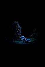 Poster de la película Blue Flowers