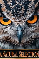 Poster de la película A Natural Selection