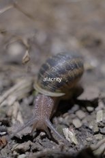 Poster de la película Alacrity