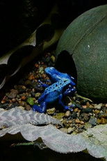 Poster de la película Prelude of the Moving Zoo