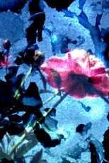 Poster de la película Elephant's Foot