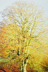 Poster de la película Appearance