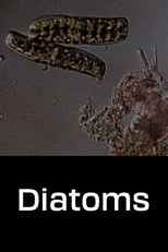 Poster de la película Diatoms