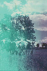 Poster de la película Still Life