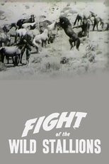 Poster de la película Fight of the Wild Stallions