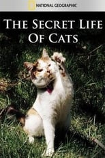 Poster de la película The Secret Life of Cats