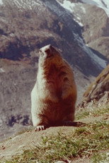 Poster de la película Marmot