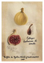 Poster de la película Colligare herbarium et insecta