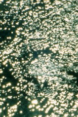 Poster de la película Nottingham, New Forest, Mersea, Peckham