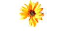Logo Hope Springs