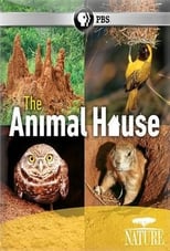 Poster de la película The Animal House