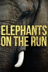 Poster de la película Elephants on the Run