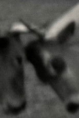 Poster de la película Videogramas #5