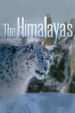 Poster de la película The Himalayas