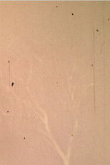 Poster de la película The Lull the Going