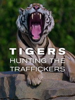Poster de la película Tigers: Hunting the Traffickers