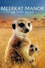 Poster de la película Meerkat Manor: The Story Begins