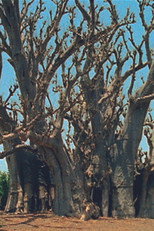 Poster de la película Baobab
