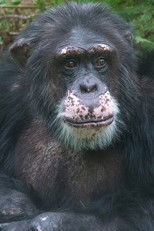 Sjimpansen Julius