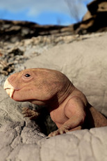 Poster de la película Mammal Origins