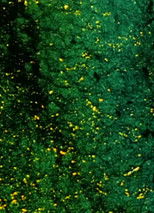 Poster de la película Underground