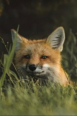 Poster de la película The Fox