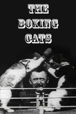 Poster de la película The Boxing Cats