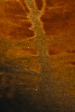 Poster de la película The Devastated Land