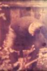 Poster de la película Memory