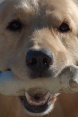 Poster de la película Good Boy