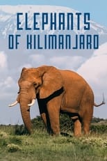 Poster de la película Elephants of Kilimanjaro