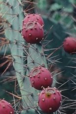 Poster de la película Black Cactus