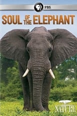 Poster de la película Soul of the Elephant